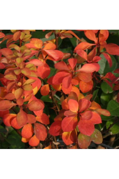 Осіннє забарвлення барбариса тунберга Голден Піллар